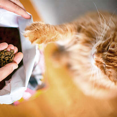 themenwelt bubblenavi sinnvolles katzenfutter fuettern 412x412